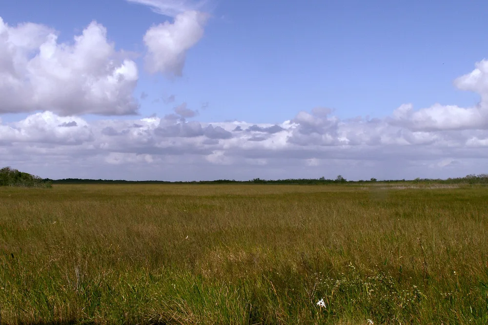 Sawgrass marsh in the Everglades